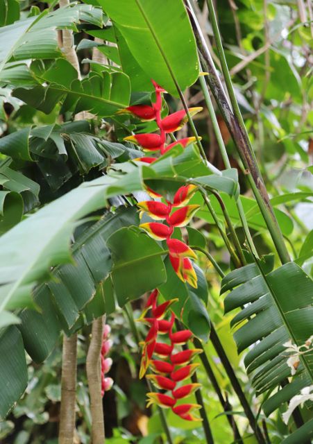 Jardin de Peradeniya les fleurs - Kandy - Sri Lanka