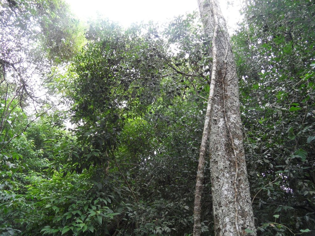 Album - Puerto-Iguazu