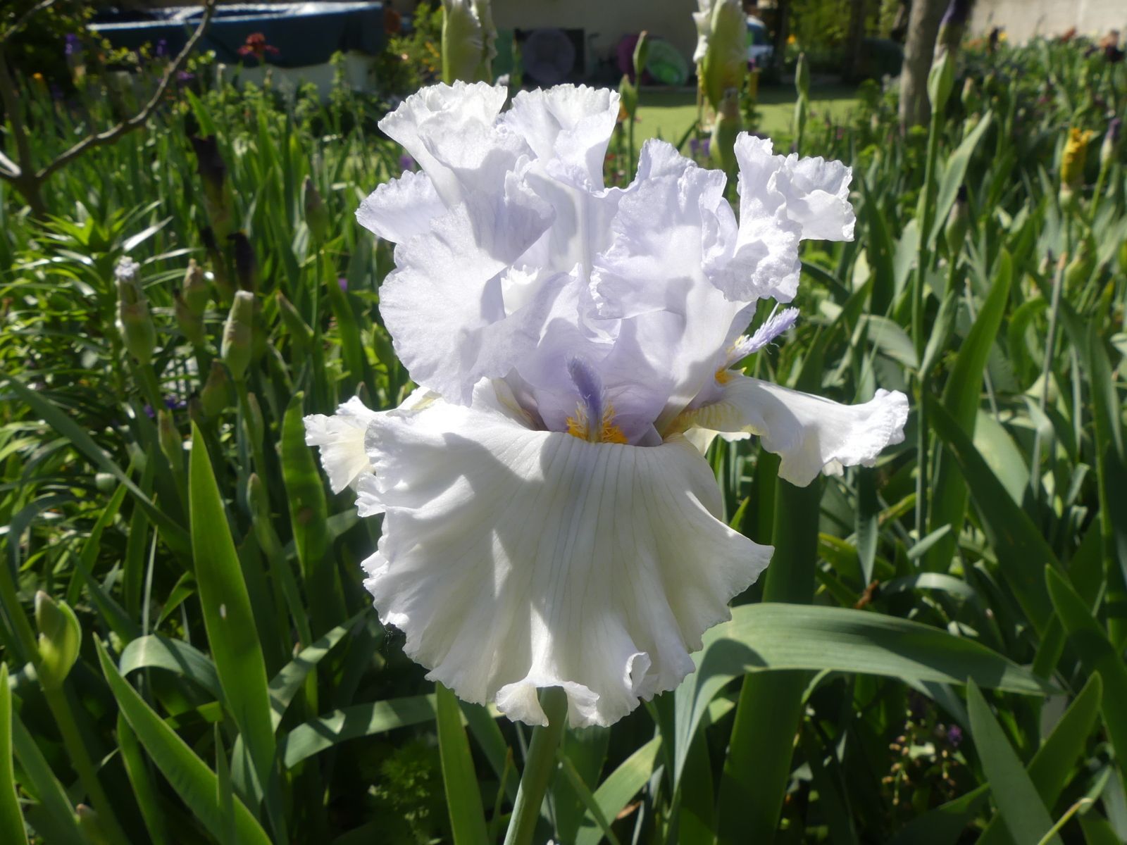 G06-GARDENIA dB