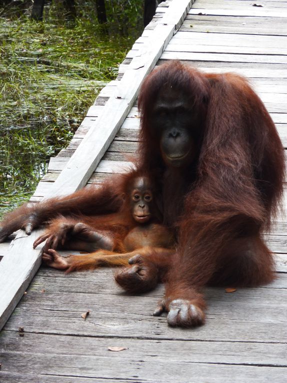 Kalimantan, le Borneo indonesien.
Rencontre avec les orang utan. 
'Orang' = homme. 'Orang utan' = vieil homme de la foret.