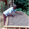 Les enjeux de la guerre du cacao en Côte d’Ivoire