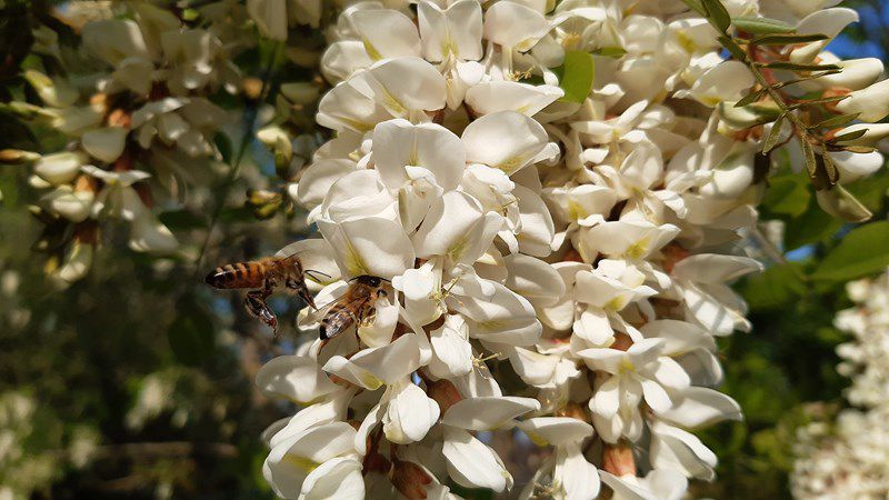 Un p'tit air de printemps