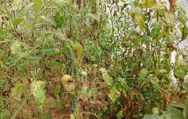 Les tomates sont cuites