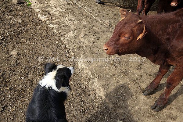 Alors que les mères rejoignent leur pâture, les veaux partent sur une autre, ils ne doivent téter leur mère au cours de la nuit. Le chien essaie de faire la police.