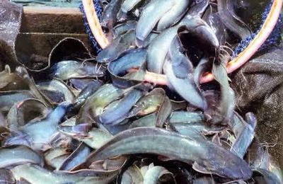 How to treat catfish that has some tiny worm-like agents plaguing them.