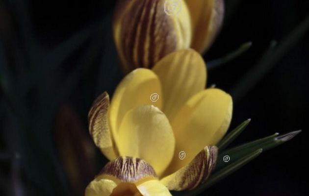 Les crocus jaunes