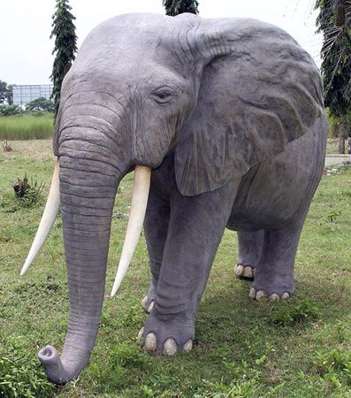 Quelques photos d'une partie de nos animaux exotiques