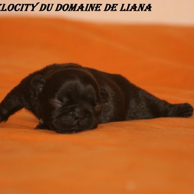 High Velocity du Domaine de Liana-album