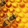 La vie en société des abeilles