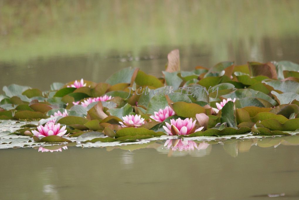 Brenne nénuphards