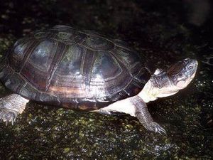 Tortue à cou caché d'Afrique ( pelomedusa subrufa )