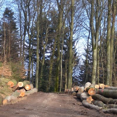 La forêt française en danger ?