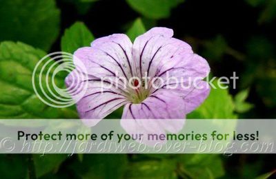 Geranium nodosum ' Svelte Lilac'