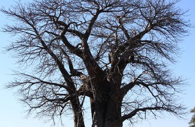 Les baobabs... pour finir...