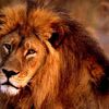 Actions to take ! against fighting and killing a lion for boosting TOURISM