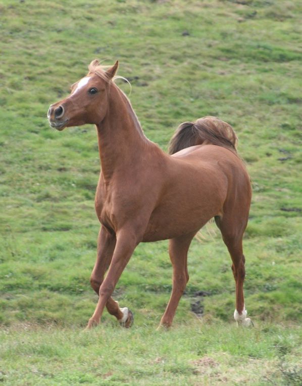 ma premi&egrave;re jument, n&eacute;e en 2001 (Mozart x Mebarka par Nichem)