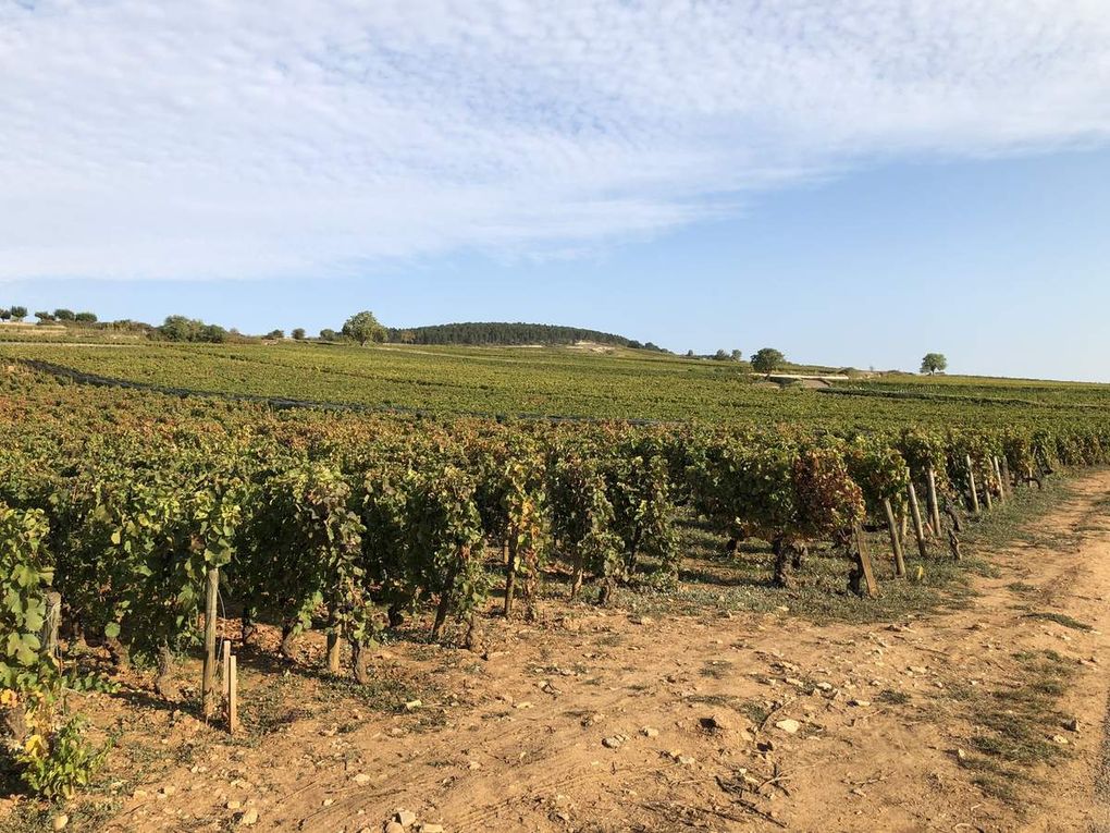 Des hommes et une terre: Les Santenots à Meursault 