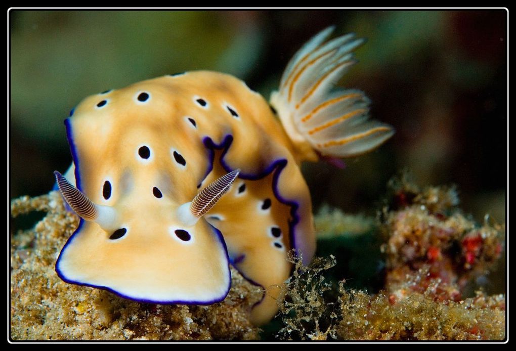 Album - Nudibranches et Flabellines