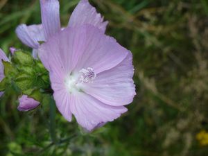 Campanules, mauves, épilobes, fleurs d'églantier et centaurée...