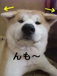 SHIBA AKITA SMILE