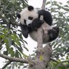 Dernières infos WEB sur les Pandas du SICHUAN