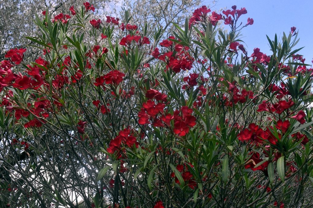 LA SECHERESSE ET LE JARDIN Y’A T’IL UN PLAN ?