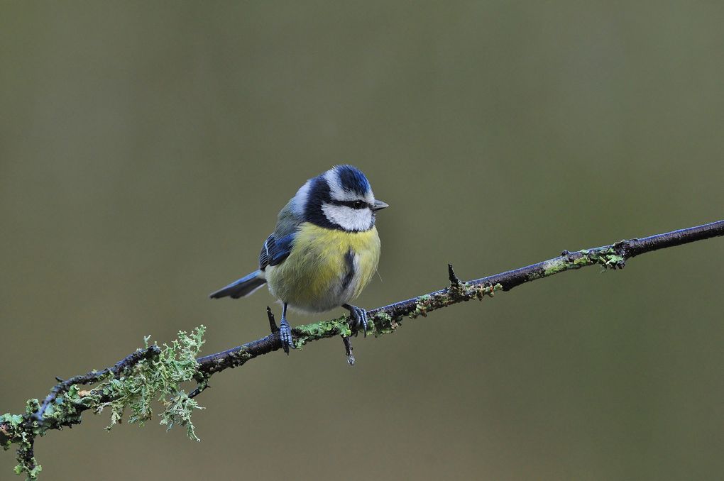 Mésanges bleues, nonnettes et charbonnières.