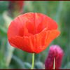 Le coquelicot