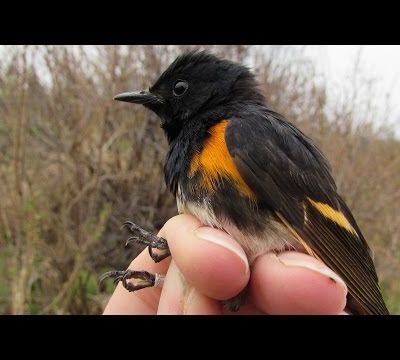 Restera-t-il un chant d'oiseau ?