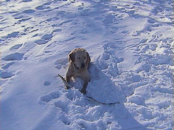 <p>Toi qui m'a reconnu au travers de mon chien, respectes ce site et l'anonymat des divers ma&icirc;tres. </p>
<p>Toi qui ne me connais pas, si tu veux cr&eacute;er un contact, laisse tes coordonn&eacute;es je te contacterai. Merci.</p>
<p>Du neuf, vous d&eacute;couvrez peu-&agrave;-peu mon univers familial et g&eacute;ographique...</p>