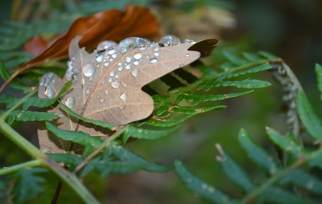 Après la pluie ...