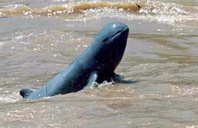 The invisible Mekong’s Dolphin - Kratie