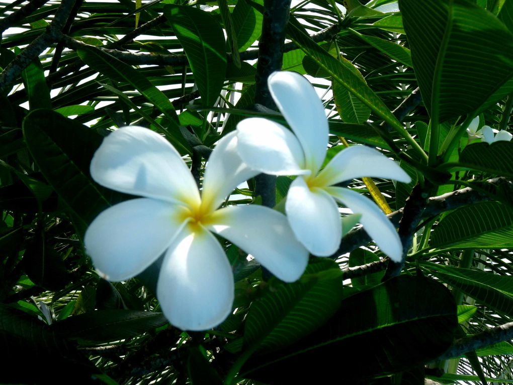 Album - La-Flore-et-la-Faune-du-Cambodge