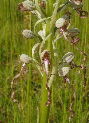 Orchidées de Chisséria (suite)