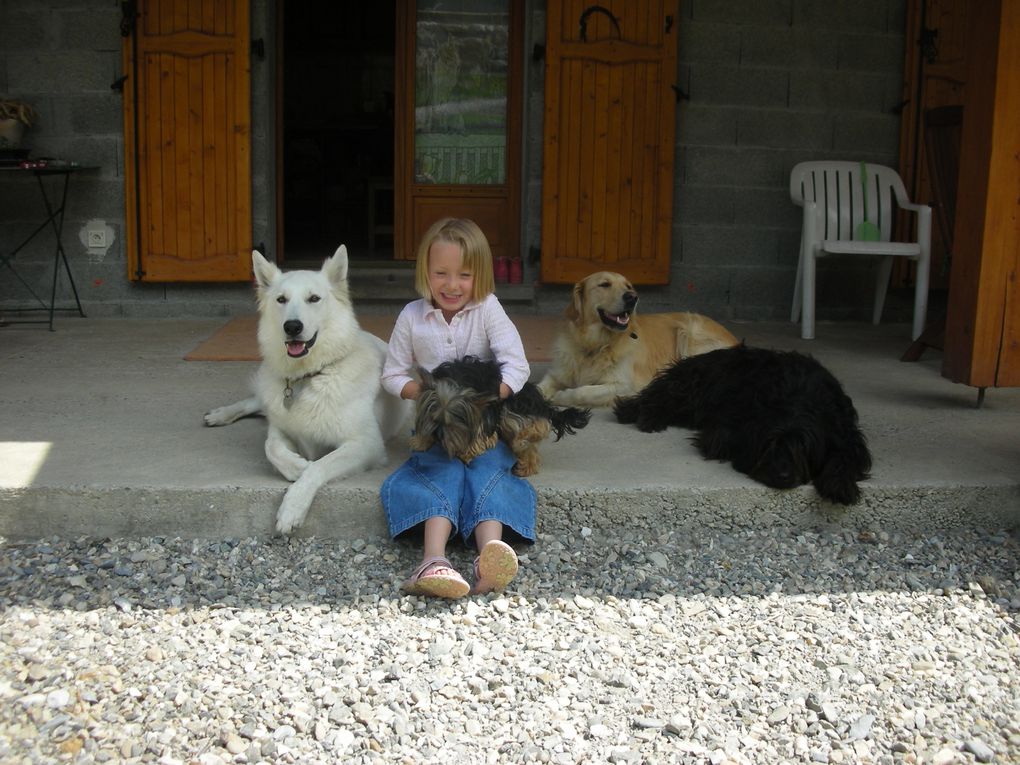 Vos chiens participent à notre vie de famille, et sont toujours avec nous.