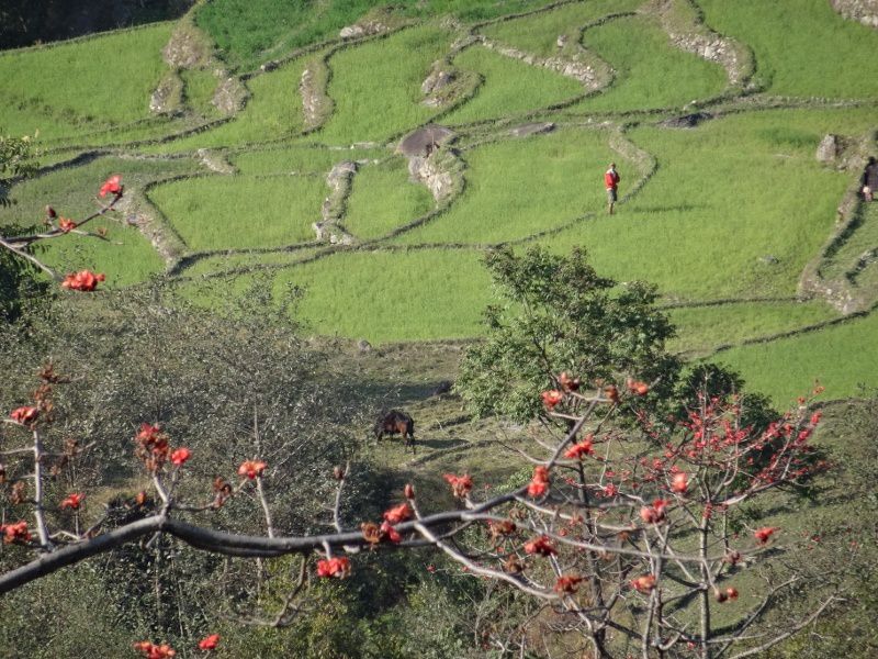 Nos premiers pas dans l'Himalaya