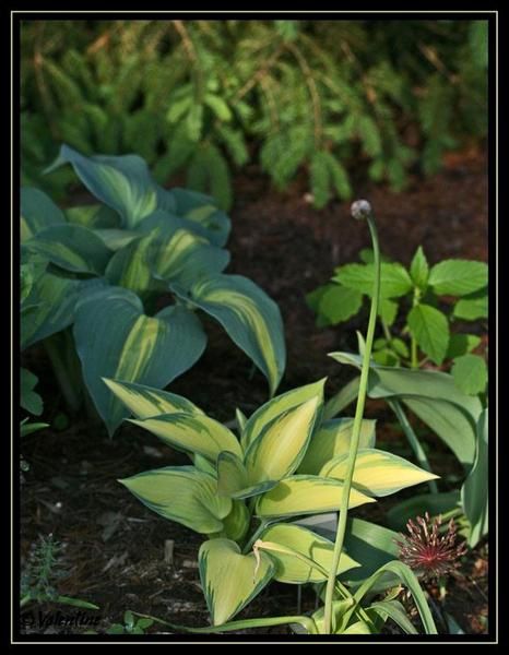 Album - Hostas