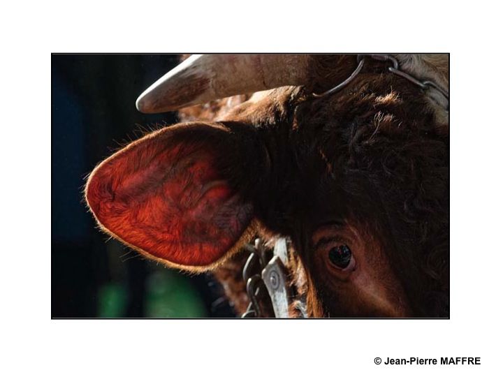 Sous le soleil de Paris, les taureaux du Salon de l'agriculture mettent-ils les vaches en émoi ?