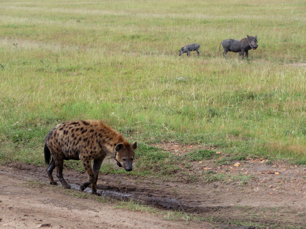 Album - KENYA : Une journée dans la savane