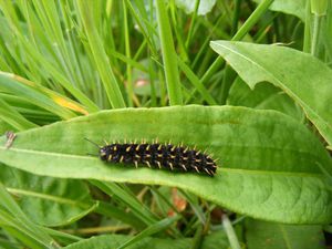 8 juin 2014 : Mon bonheur est dans mon pré