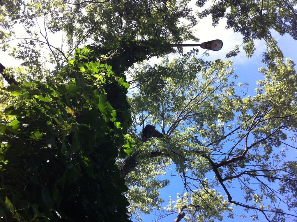 À l'arrivée des beaux jours, la nature reprend ses droits dans la ville.