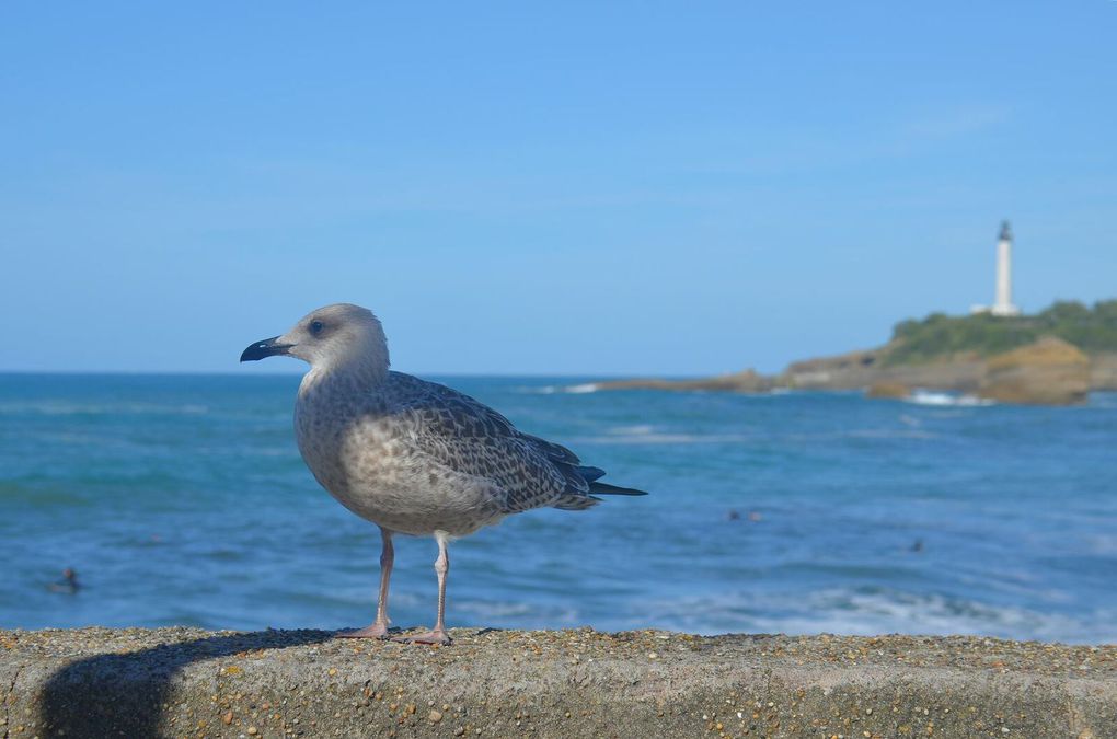 Le Pays Basque : le plaisir du bien-être et du bien-vivre