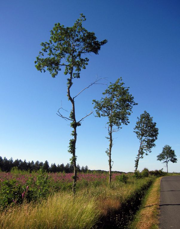 balades en vélo