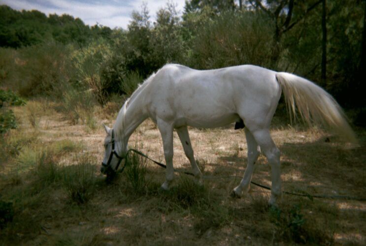 Les chevaux de LA SIMIOUNE (Près de BOLLENE dans le VAUCLUSE)