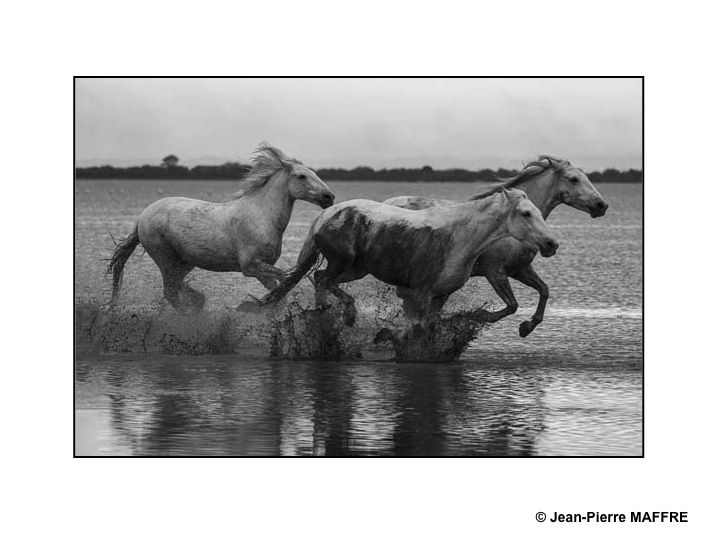 Présent depuis l'Antiquité, le cheval de Camargue est un petit cheval de selle qui vit en semi-liberté dans les marais reconnaissable à sa robe grise.