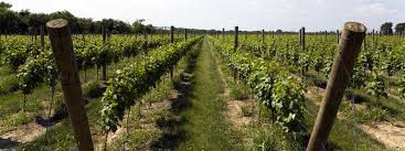 #Rose Cabernet Franc Producers Ohio Vineyards