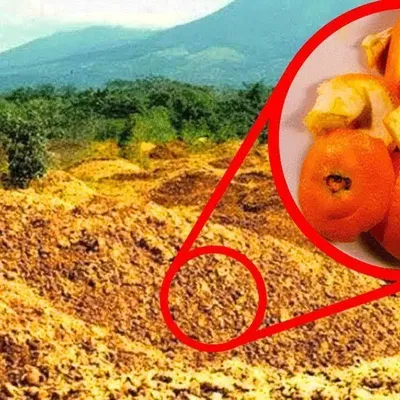 Ils ont jeté 12 000 tonnes de pelures d'orange dans une forêt,16 ans plus tars ,ils sont revenus pour voir les résultats.............