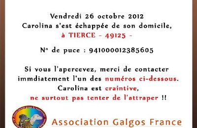 Carolina, galga en fugue dans le département 49