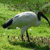 Billet d’humeur : l’ibis sacré victime des écolos ?