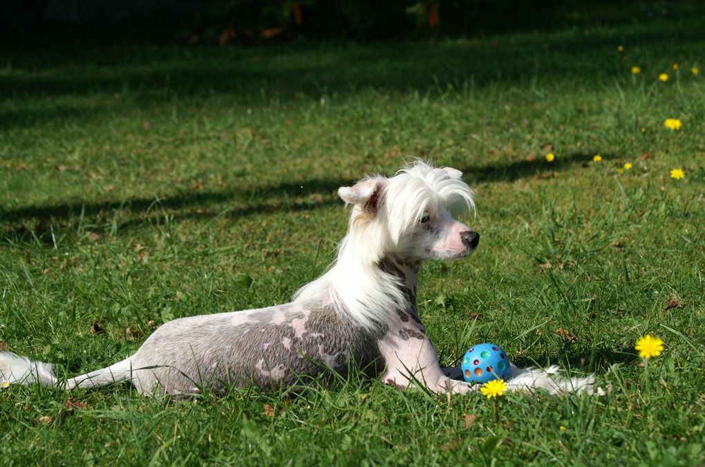 Male chien chinois nue léopard né le 12 02 2009